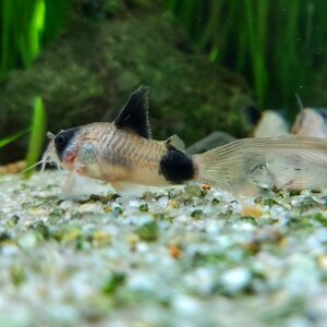 Corydoras-Panda-long-fin-kaufen-long-fin-panda-Panzerwels.jpg