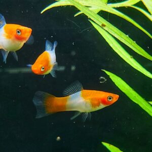 Xiphophorus-helleri-kohaku.jpg