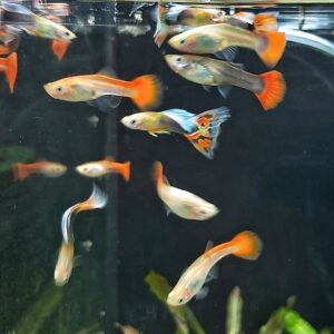 Poecilia-reticulata-bunter-Guppy-Maennlich.jpg