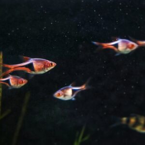 Trigonostigma-heteromorpha-Keilfleckbarbeq1e9C9w0E98og.jpg
