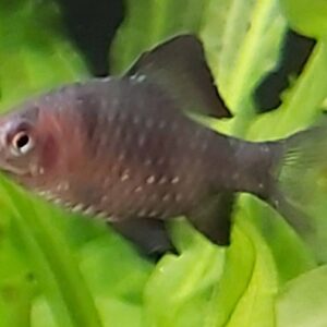 Puntius-nigrofasciatus-Pupurkopfbarbe-kaufen-im-Aquarium.jpg