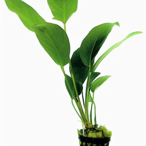 BIAS_HASTIFOLIA_5_CM_POT__31524.jpg