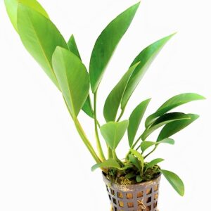 NUBIAS_CONGENSIS_5_CM_POT_8f15d.jpg