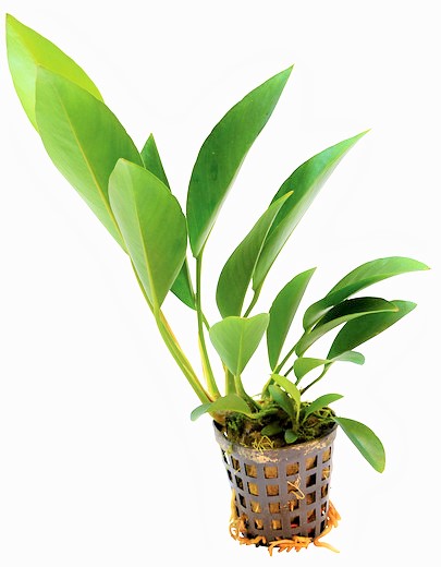 NUBIAS_CONGENSIS_5_CM_POT_8f15d.jpg