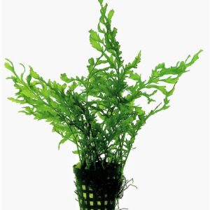 BITUS_HEUDELOTII_5_CM_POT_303a0.jpg