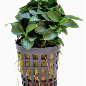 BIAS_NANA_BONZAI_5_CM_POT_b50f1i0aigz492JVMF.jpg