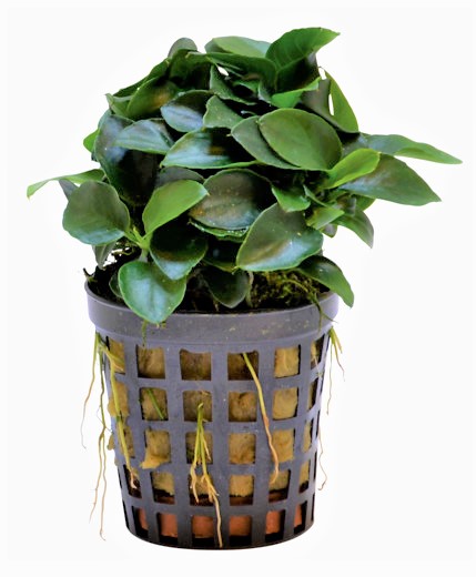 BIAS_NANA_BONZAI_5_CM_POT_b50f1i0aigz492JVMF.jpg