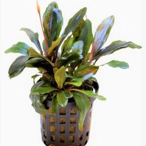 EPHALANDRA_THEIA_5_CM_POT_a7f82kGmMIUMIbMJm2.jpg