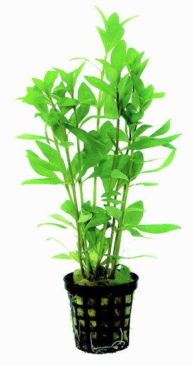 PHILA_POLYSPERMA_5_CM_POT_d3c878OybSKMH6FgQv.jpg