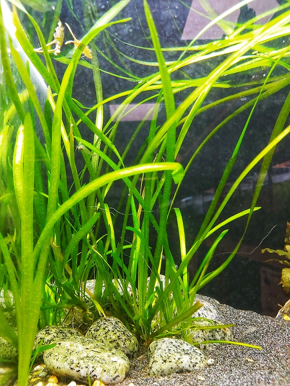 vallisneria spiralis.jpg