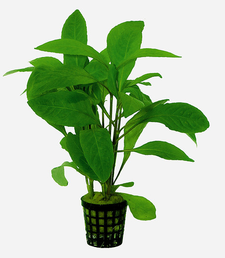 OMAPHILA_STRICTA_5_CM_POT_86ea8.jpg