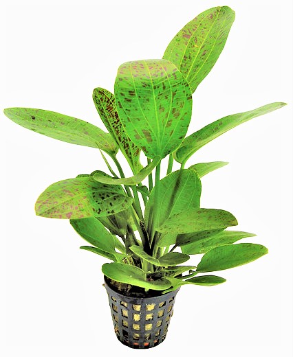 RUS_OZELOT_GROEN_5_CM_POT_9cd89R0SZpGQFHmTqJ.jpg