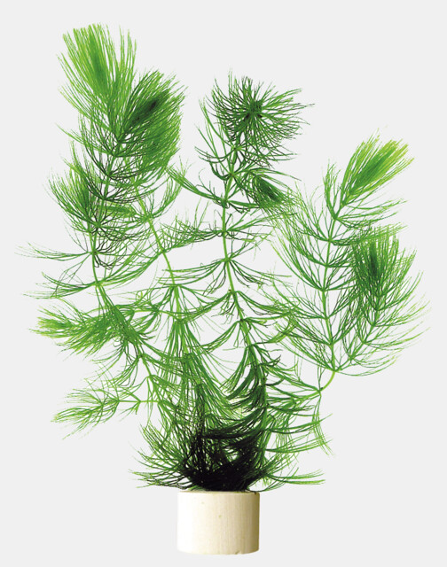 PHYLLUM_DEMERSUM_ECO_BOS__8f789.jpg