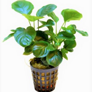 NUBIAS_NANA_COIN_5_CM_POT_8a397.jpg