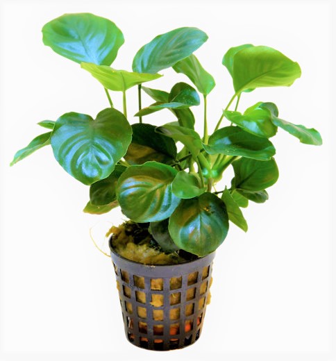 NUBIAS_NANA_COIN_5_CM_POT_8a397.jpg