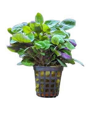 lobelia mini.jpg