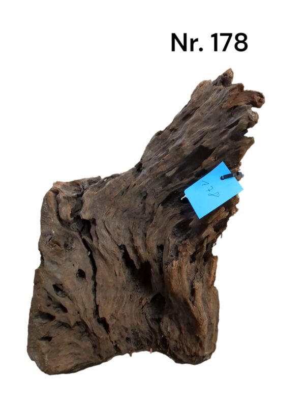 Mangrovenwurzel-Nr-178_.jpg