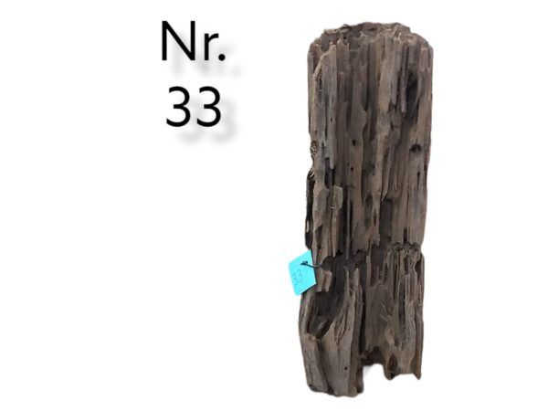 Mangrovenwurzel-Nr-33.jpg