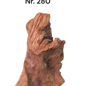 Mangrovenwurzel-Nr-280qFfV92A59fKkn.jpg