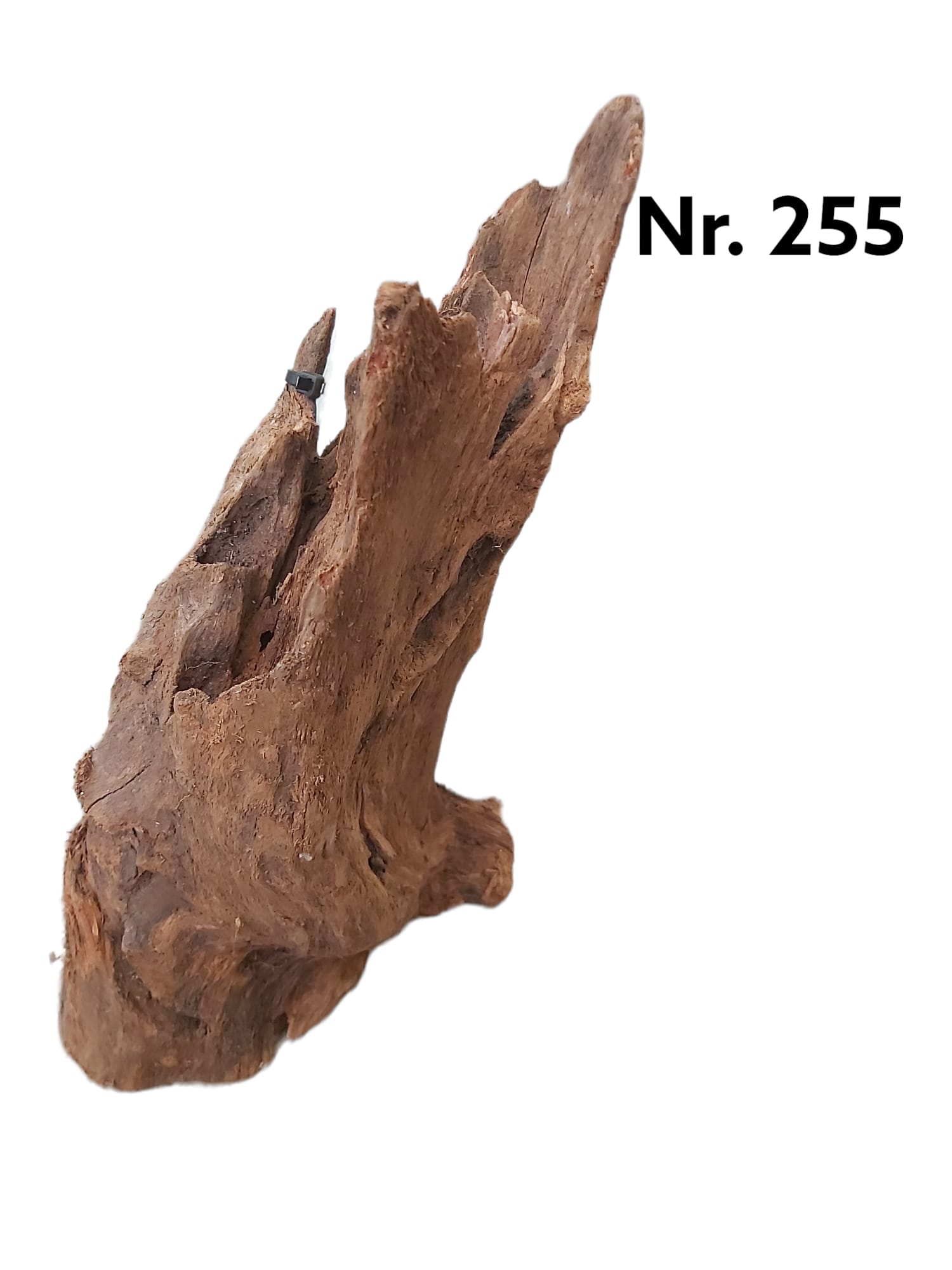 Mangrovenwurzel Nr. 255