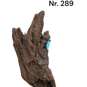Mangrovenwurzel-Nr-289_.jpg