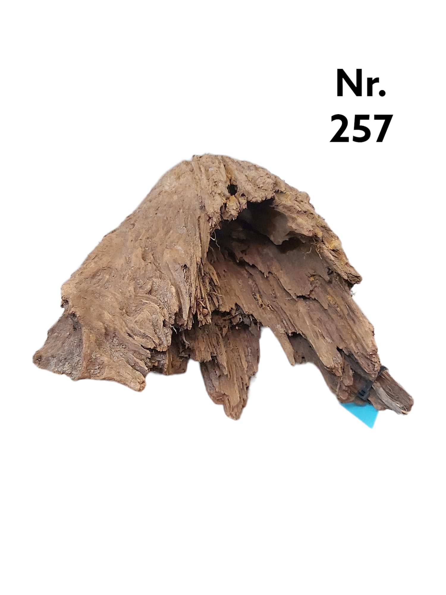 Mangrovenwurzel Nr. 257
