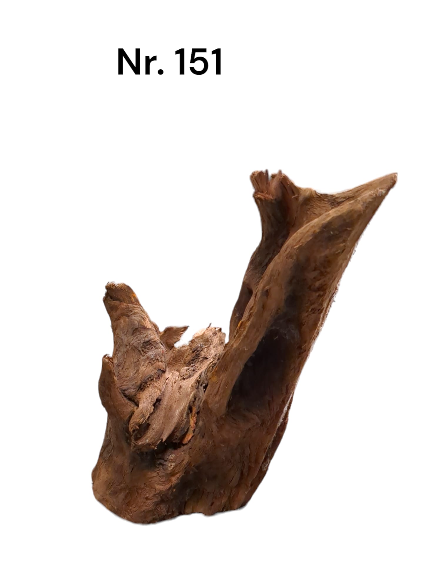 Mangrovenwurzel Nr. 151