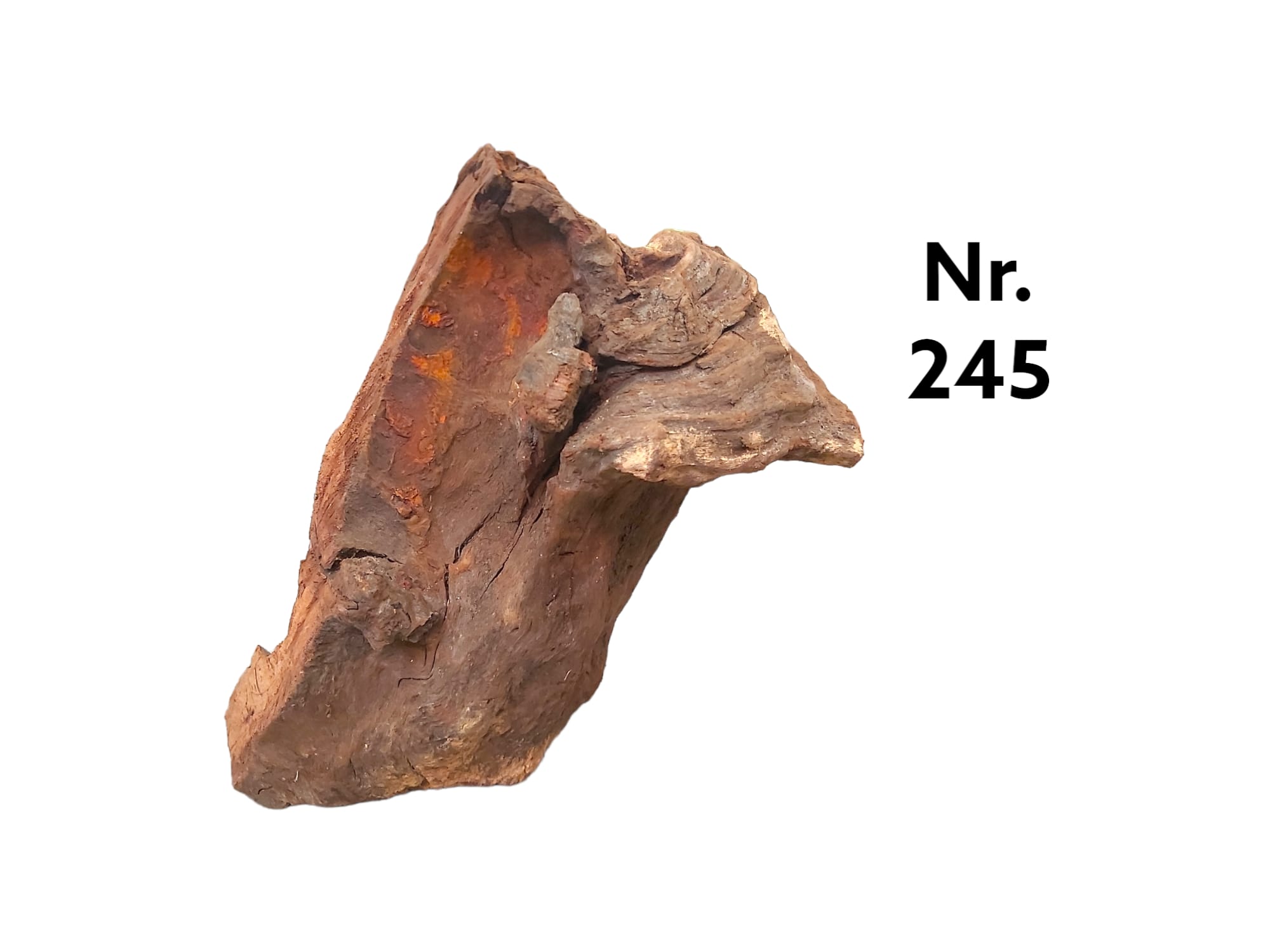 Mangrovenwurzel Nr. 245