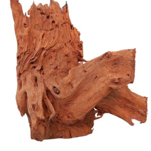 Mangrovenwurzel-Nr-36P0zOJkAcua79t.jpg