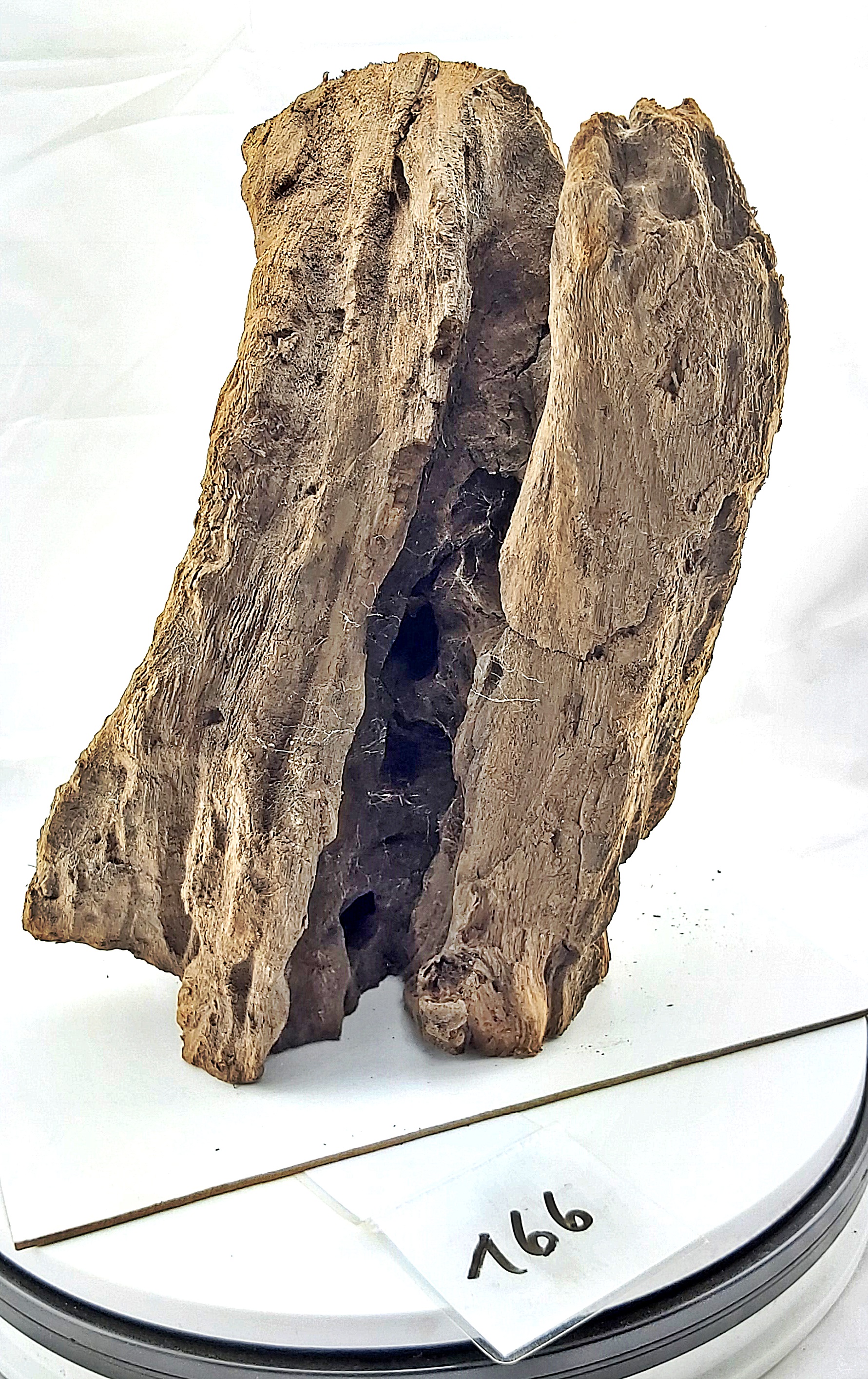 Wurzel-166.jpg