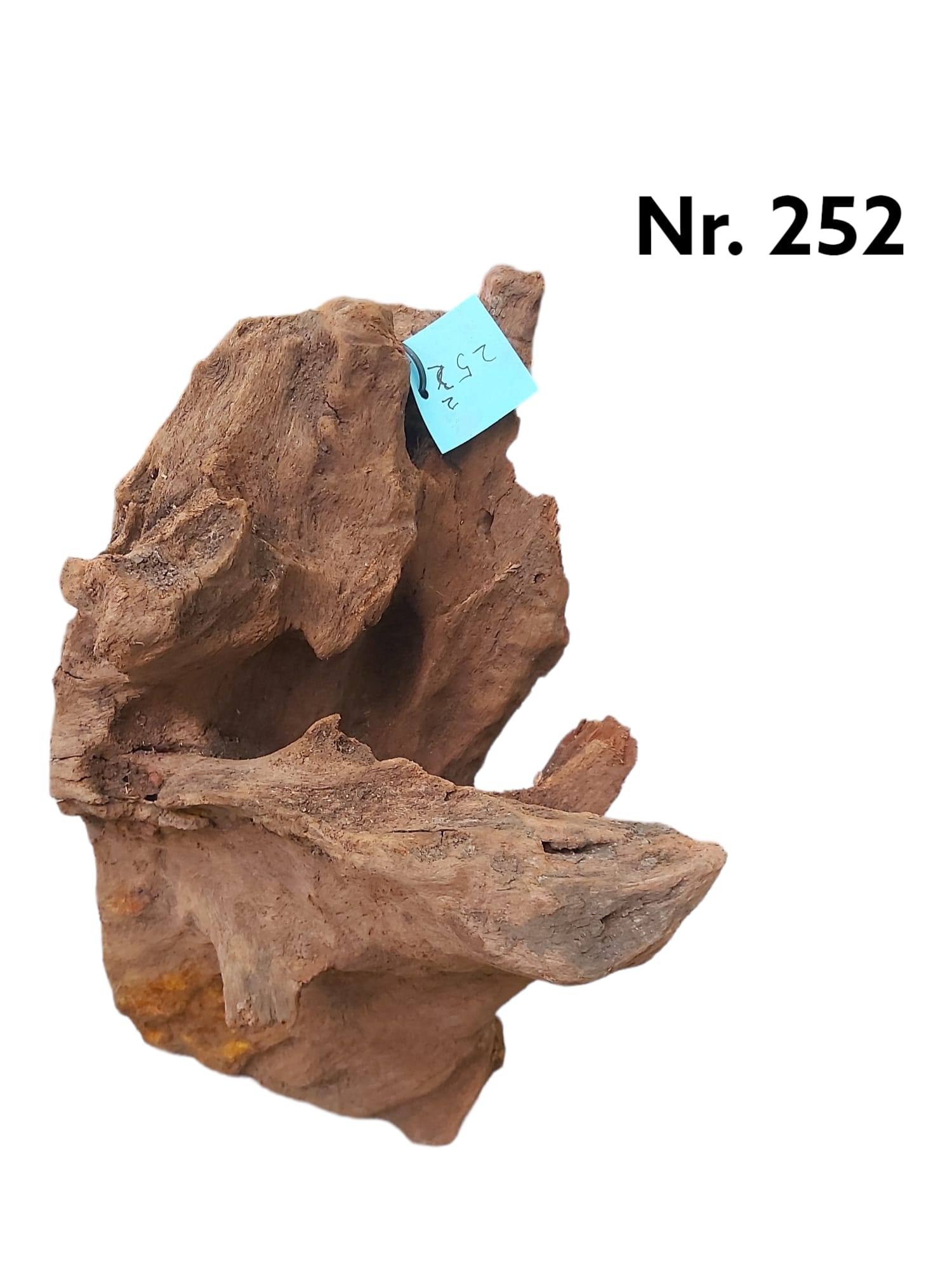 Mangrovenwurzel Nr. 252