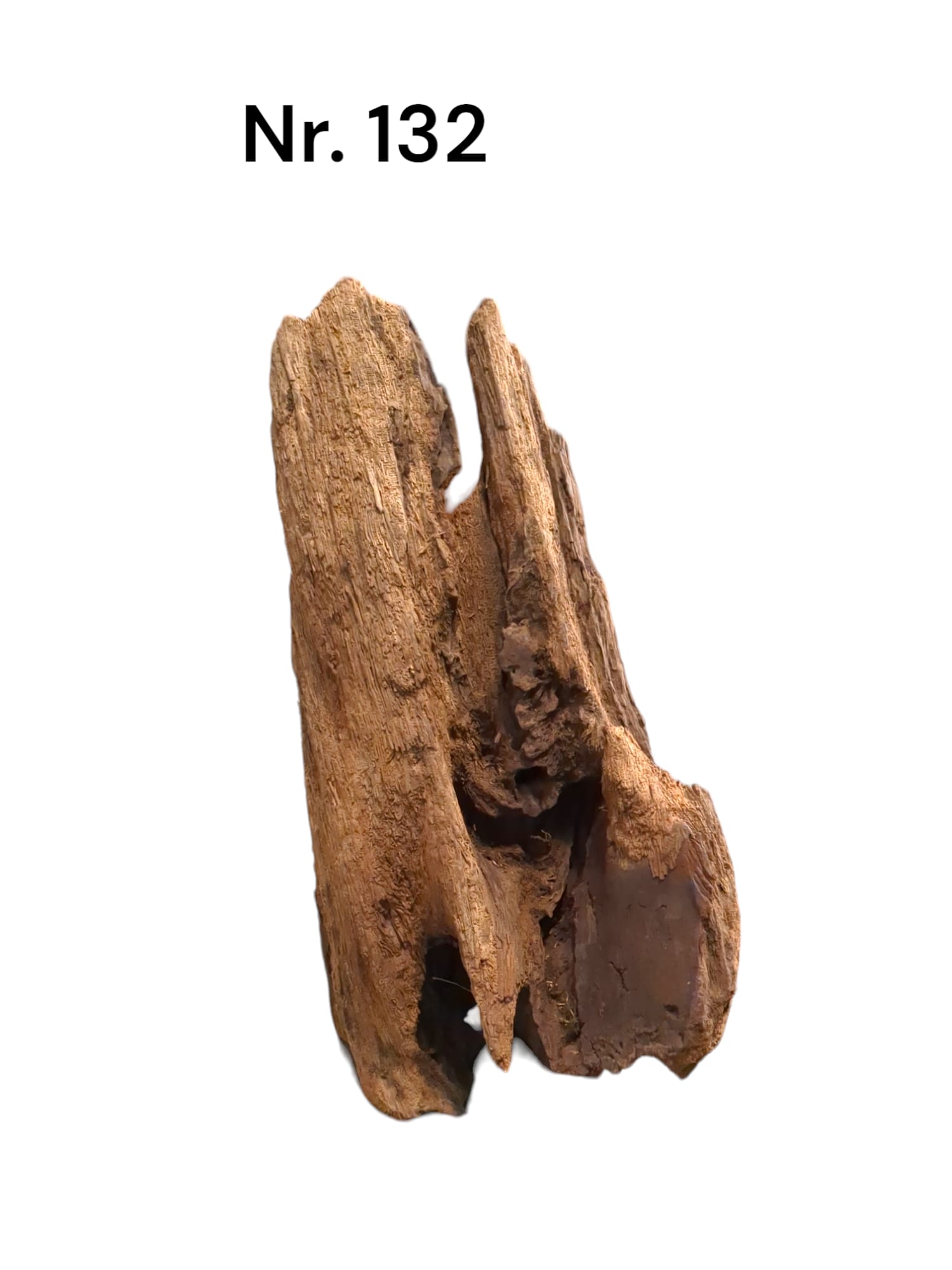 Mangrovenwurzel Nr. 132