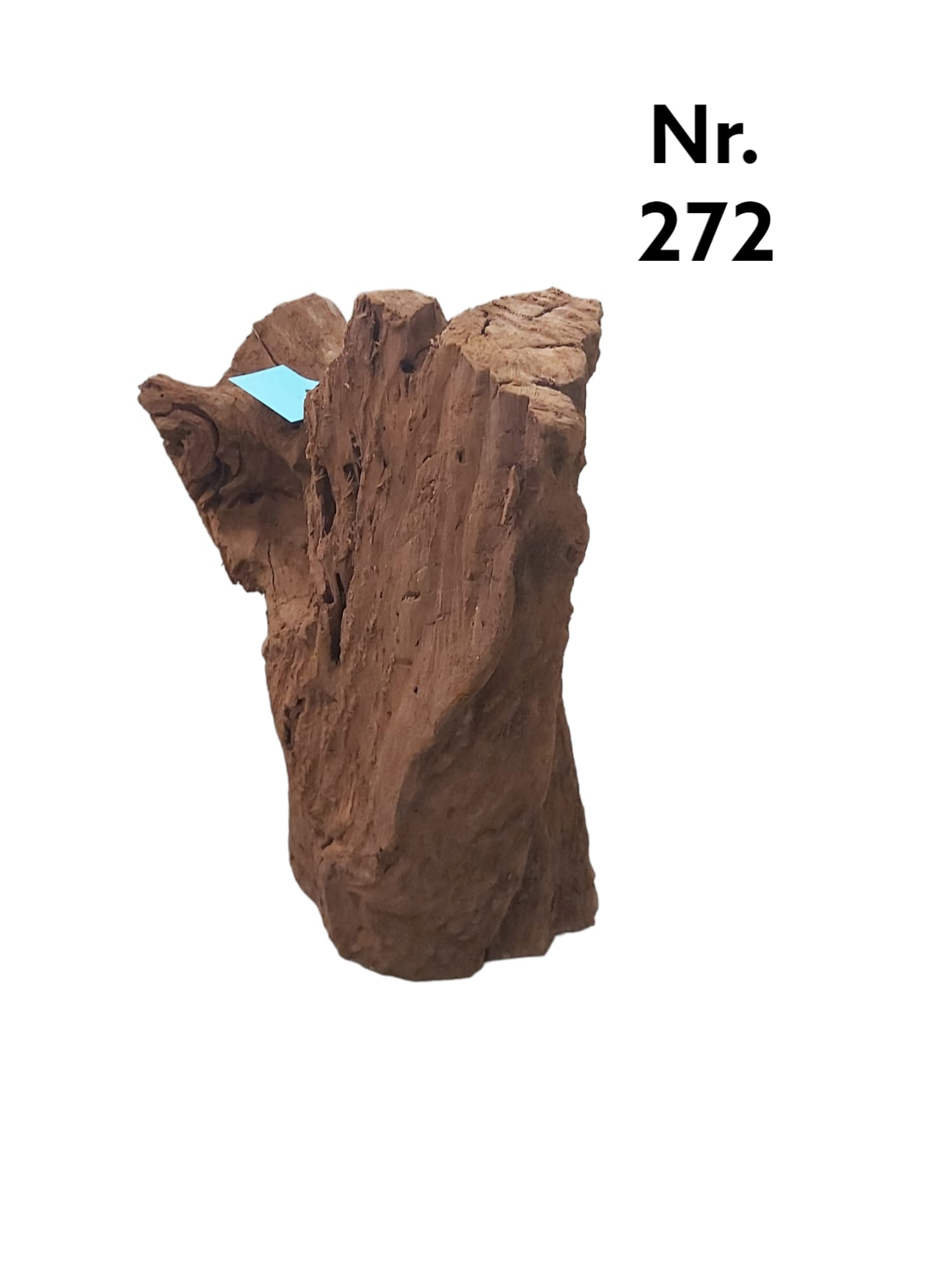 Mangrovenwurzel Nr. 272