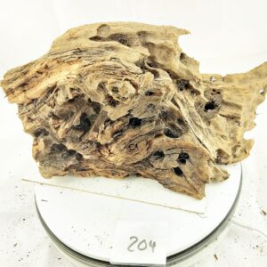 Wurzel-204.jpg