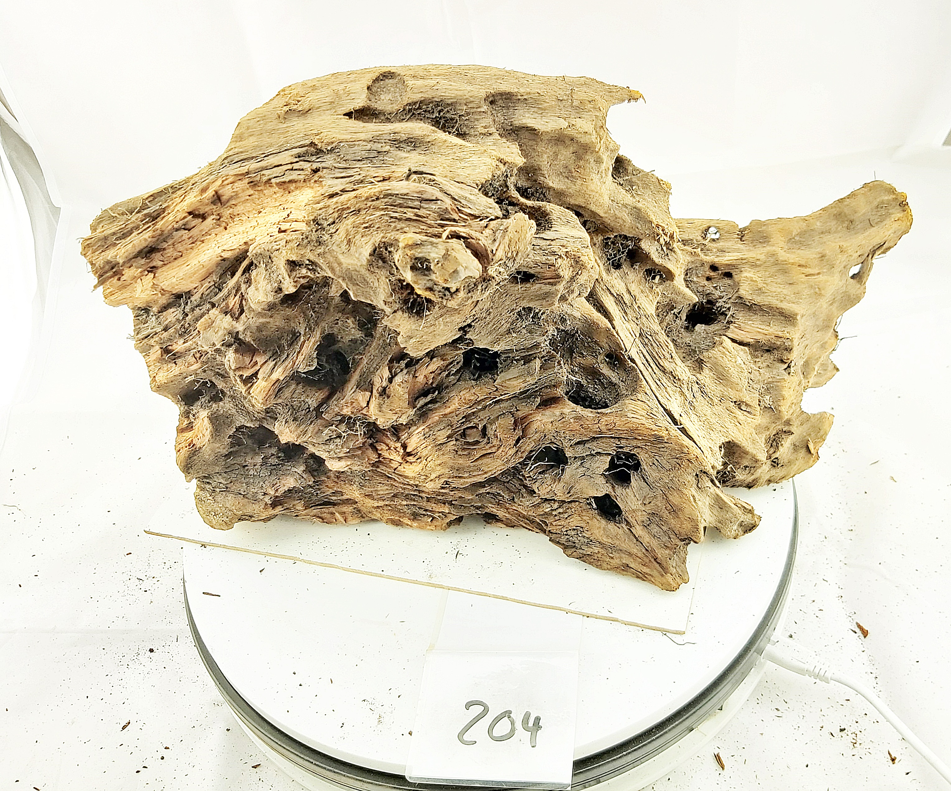 Mangrovenwurzel Nr. 204