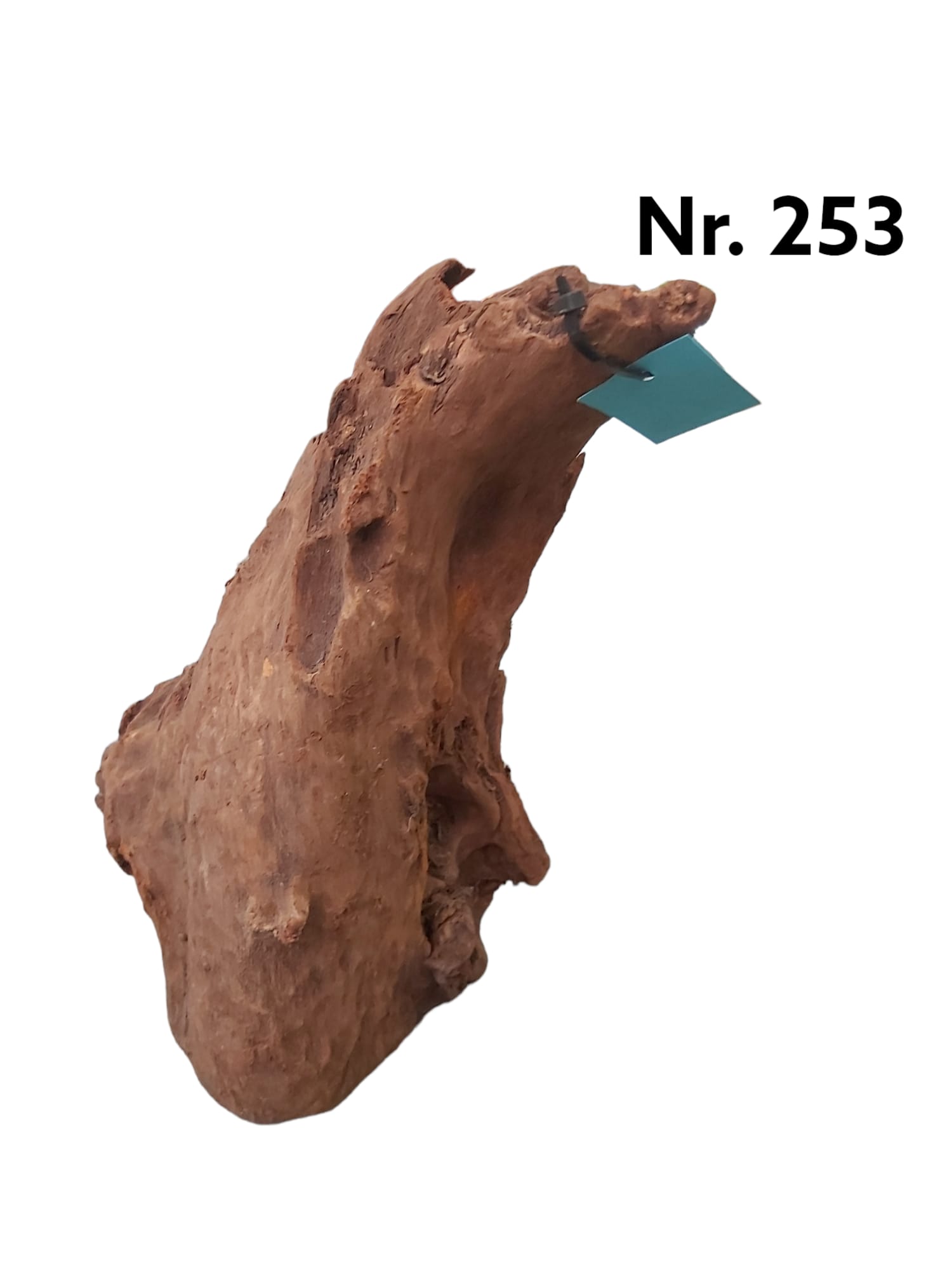 Mangrovenwurzel Nr. 253