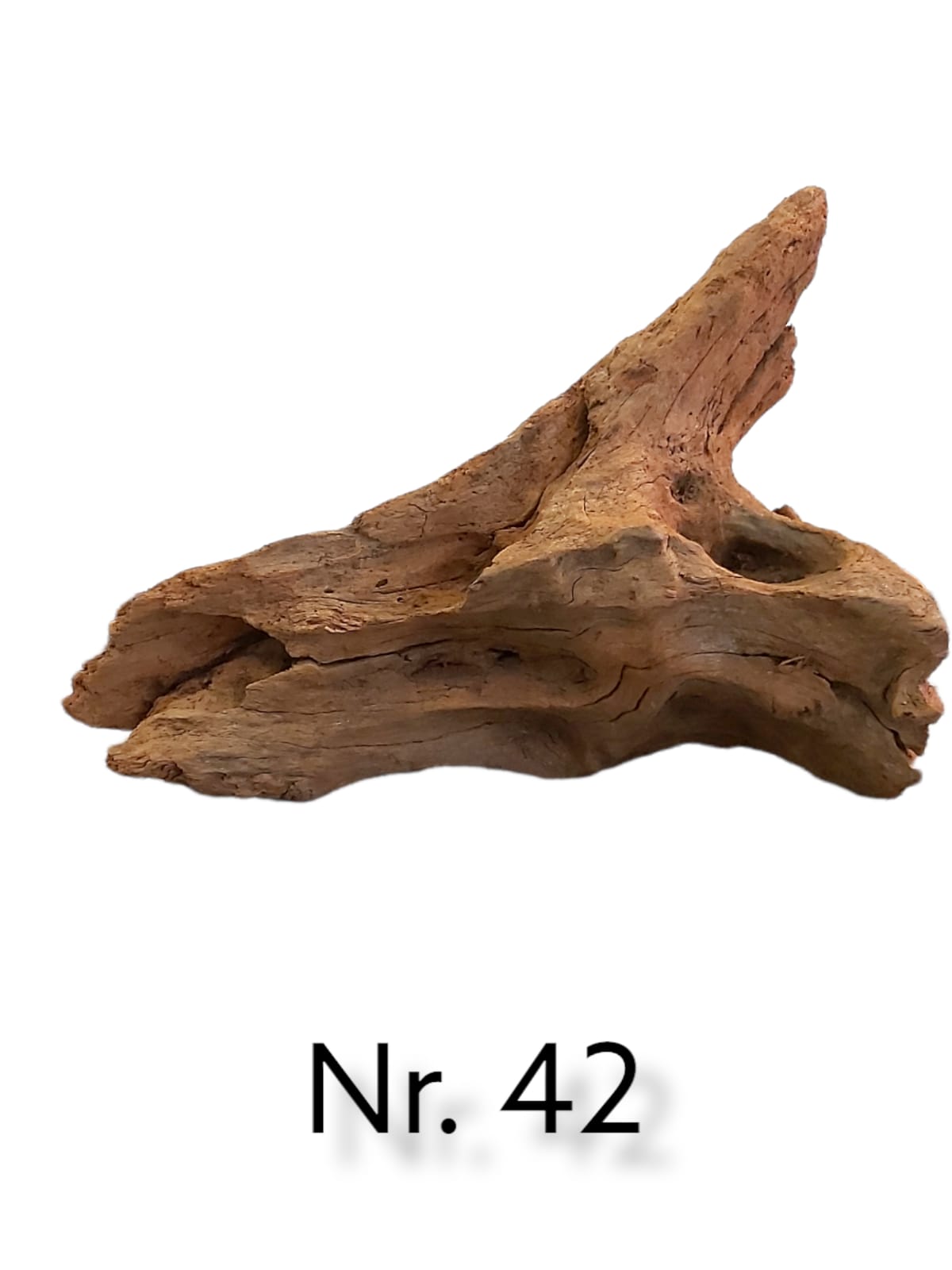 Mangrovenwurzel Nr. 42