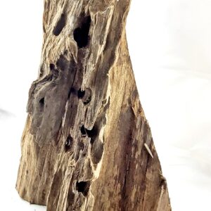 Wurzel-222.jpg