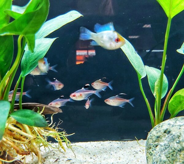 Hyphessobrycon-pyrrhonotus-Rotruecken-Kirschflecksalmler.jpg