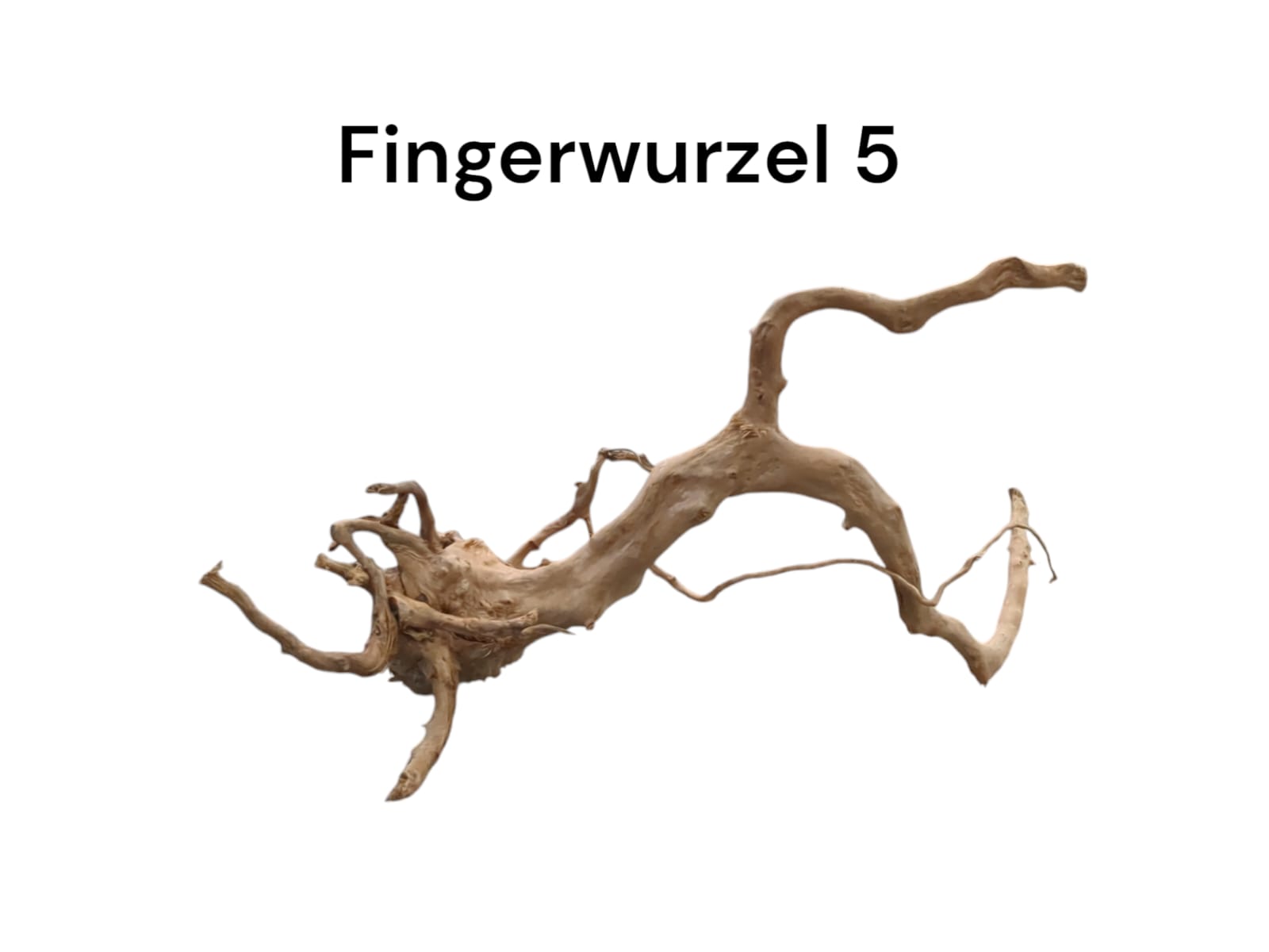 Fingerwurzel Nr. 5