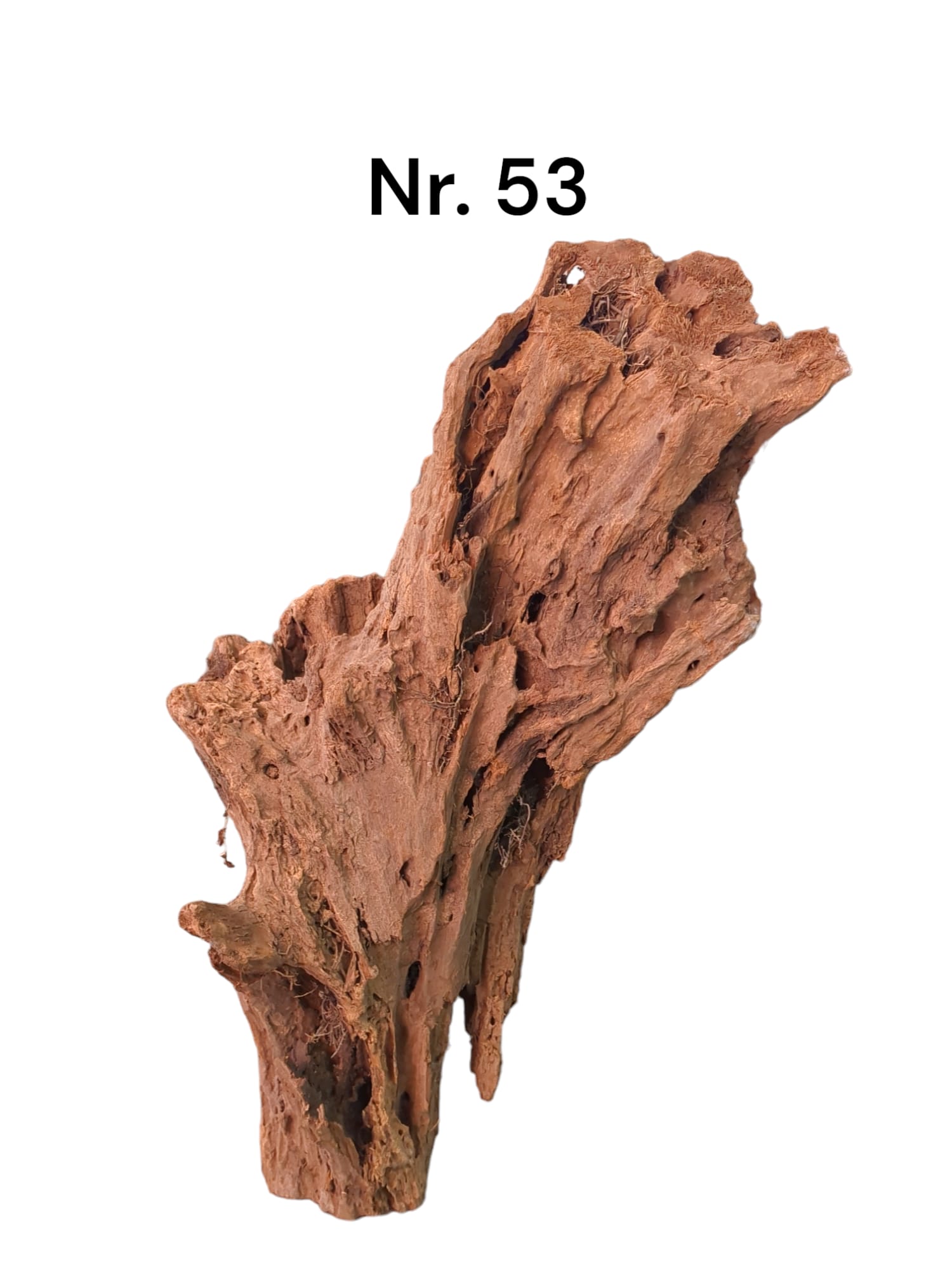Mangrovenwurzel Nr. 53
