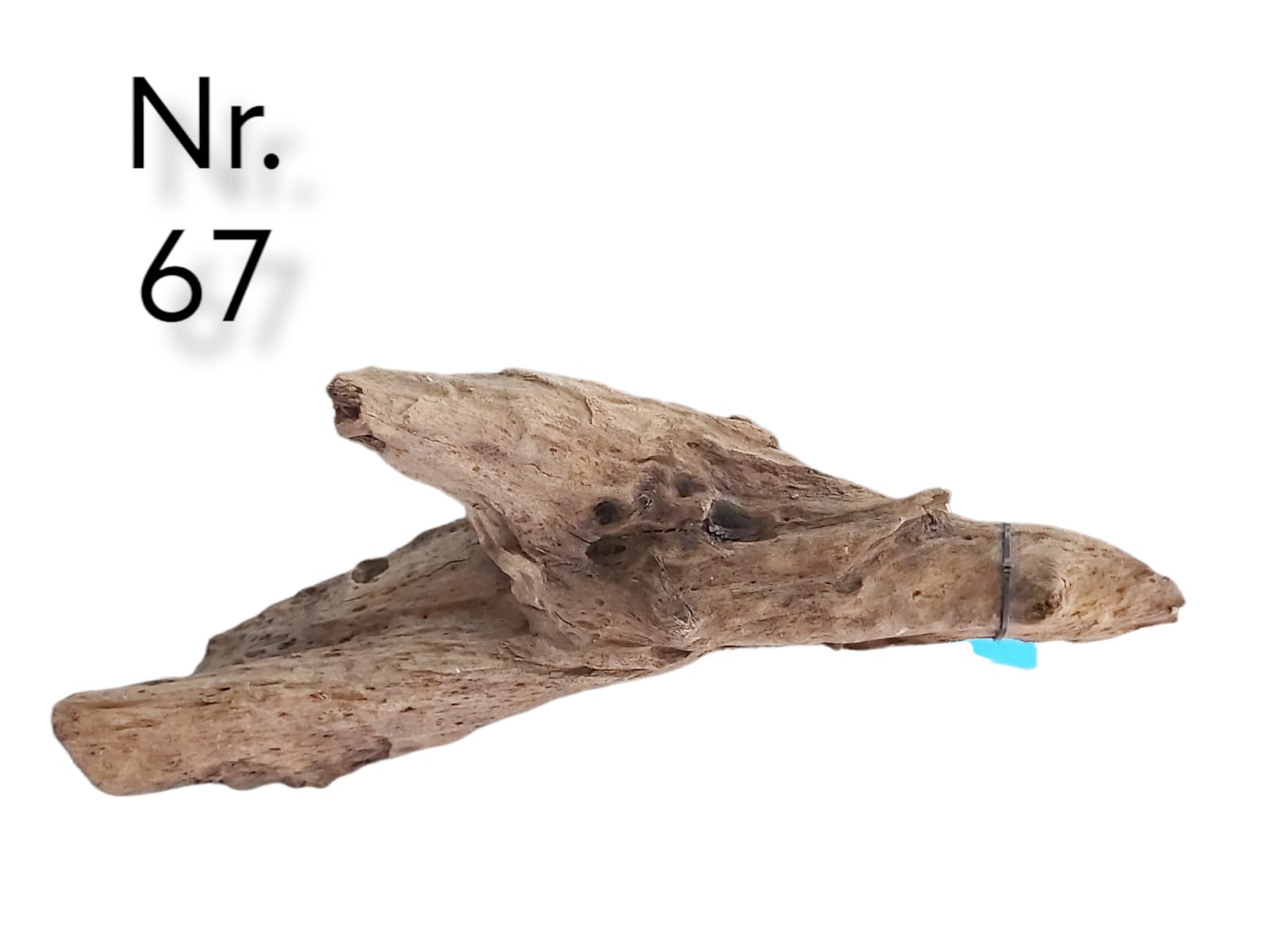 Mangrovenwurzel Nr. 67