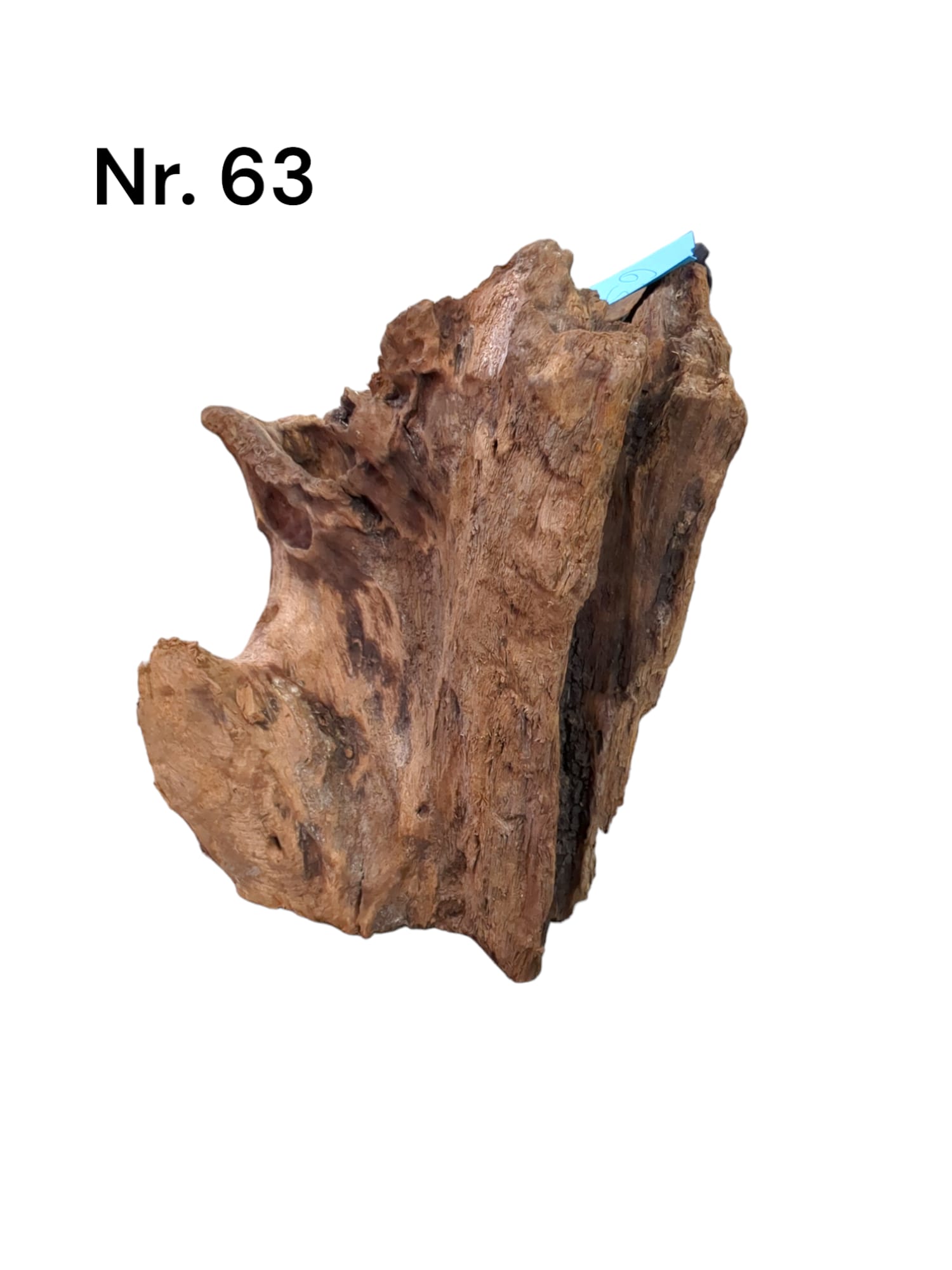 Mangrovenwurzel Nr. 63