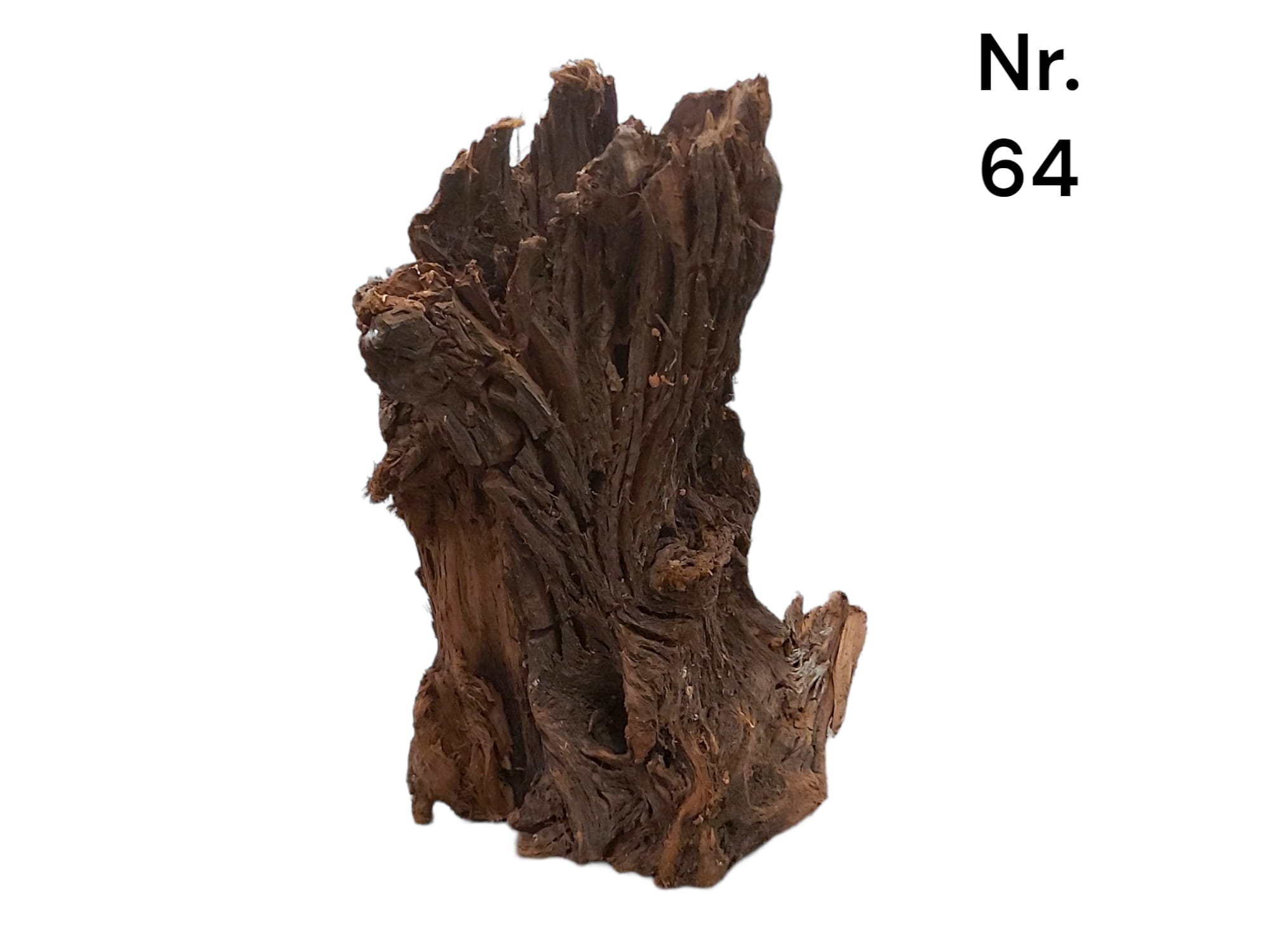 Mangrovenwurzel Nr. 64