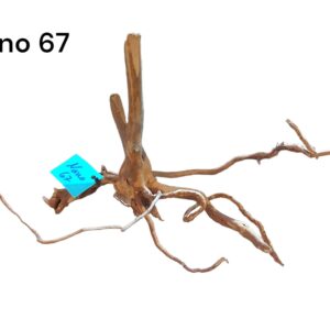 Nano-Fingerwurzel-67.jpg