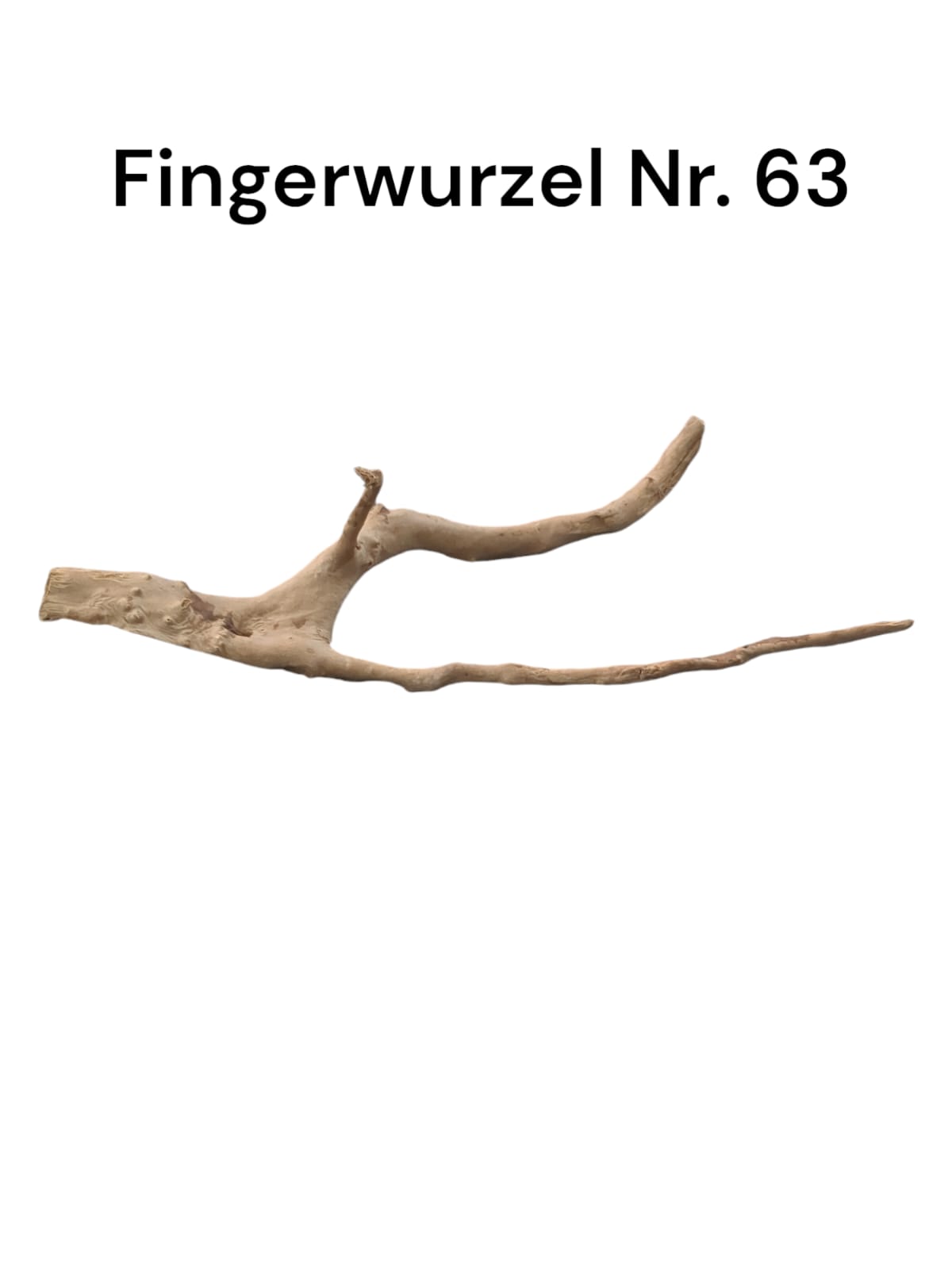 Fingerwurzel Nr. 63