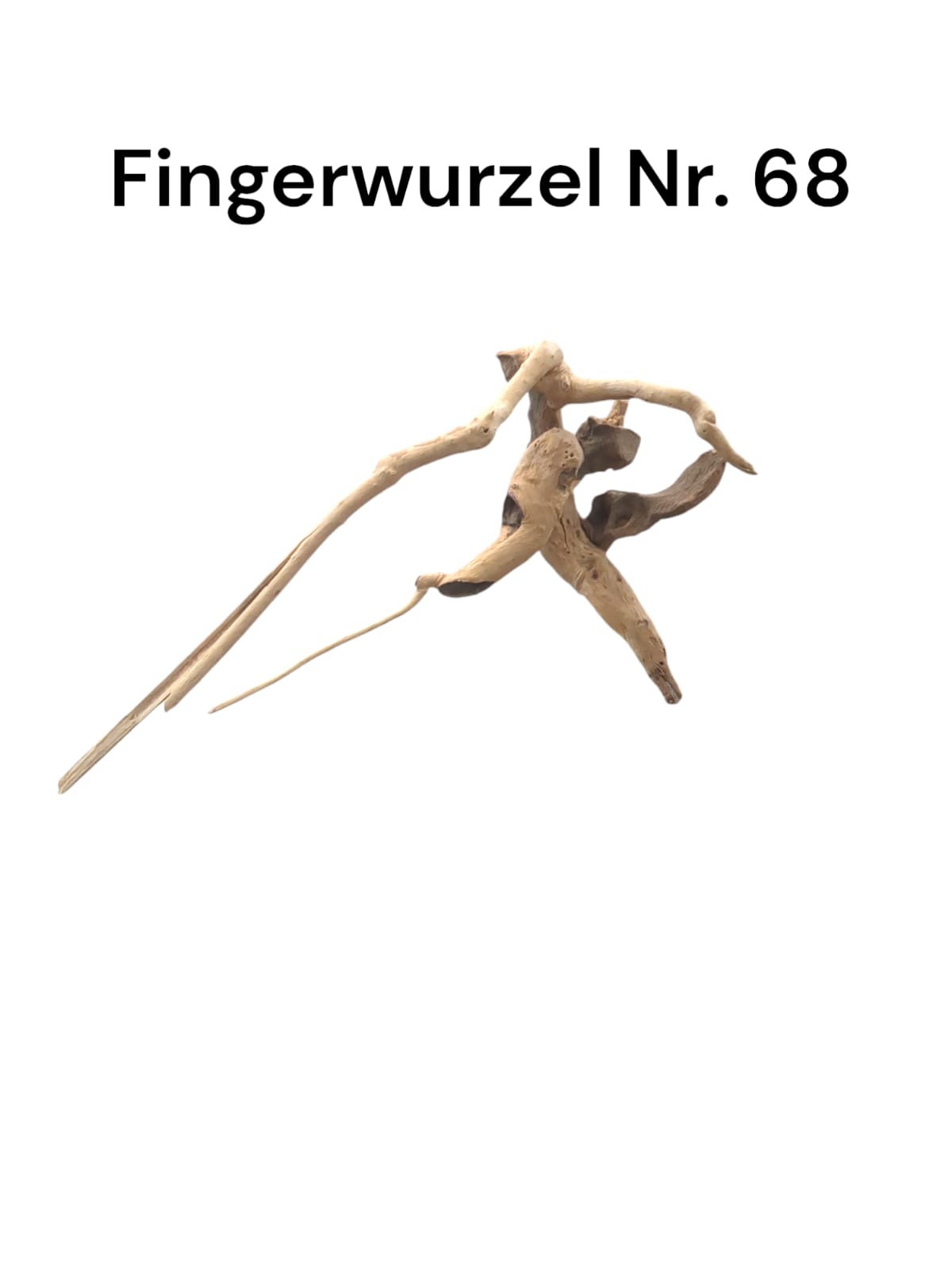 Fingerwurzel Nr. 68