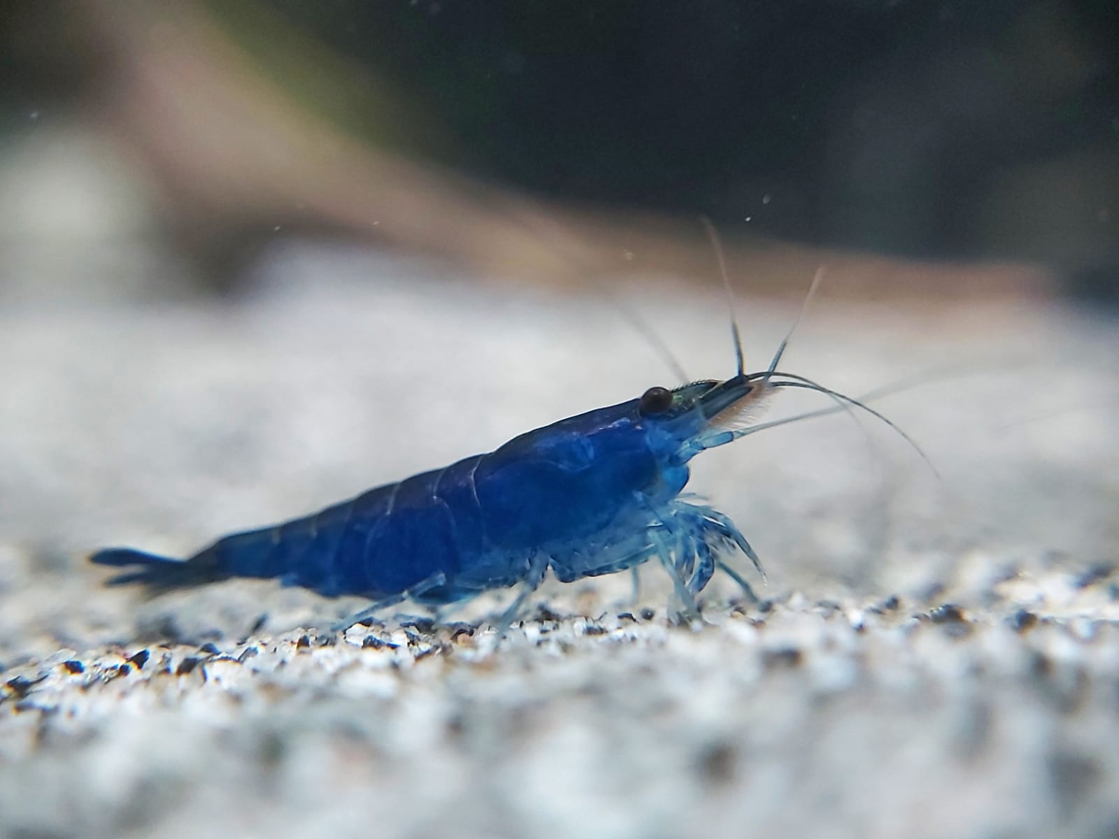 Orange Fire Garnele – Neocaridina davidi