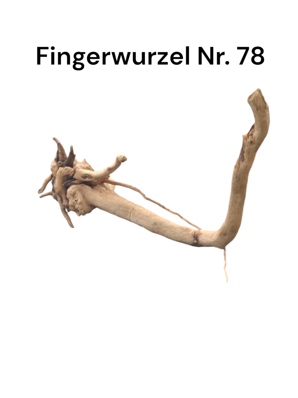 Fingerwurzel Nr. 78