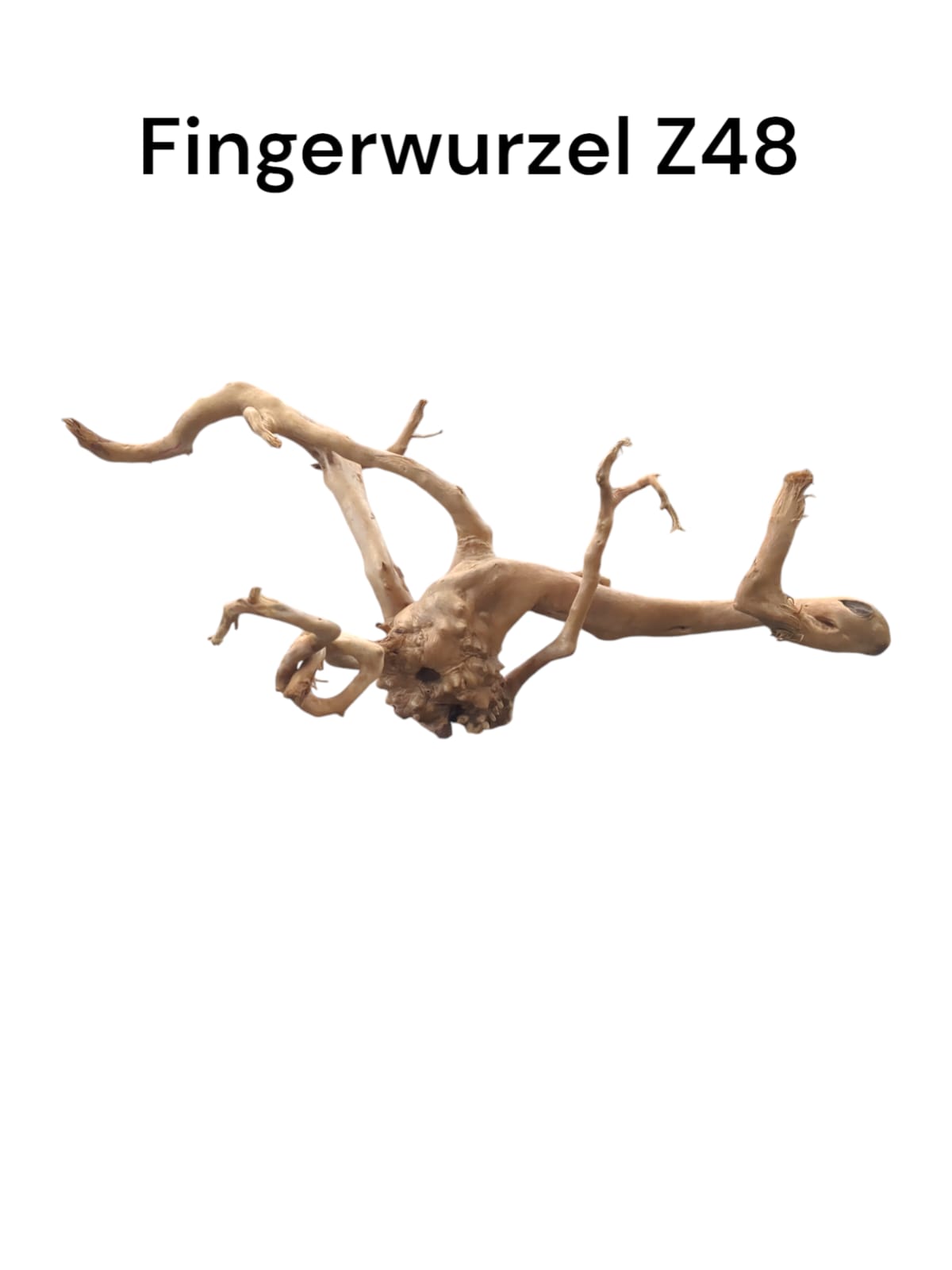 Fingerwurzel Z48